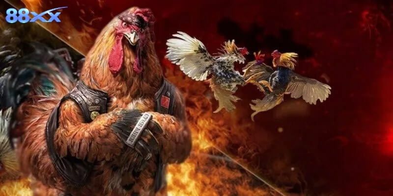 Đá gà Thomo giải đặc biệt nổi bật bởi nhịp độ nhanh